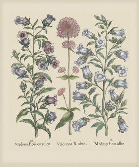 Besler 152 Colored B2