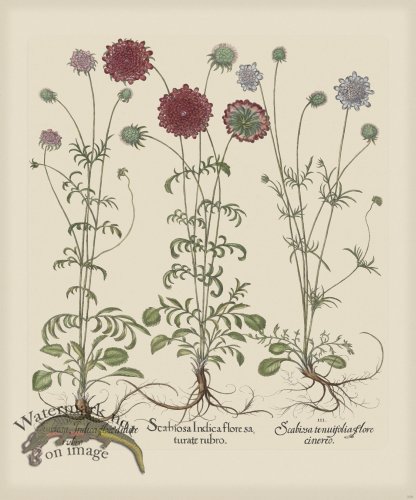 (image for) Besler 259 Colored B2