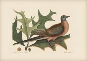 023 Pigeon of Passage