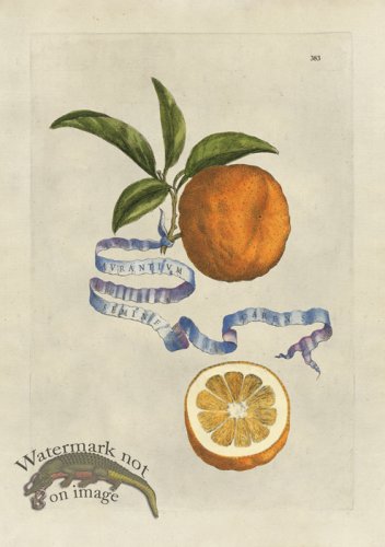 (image for) Ferrari 383