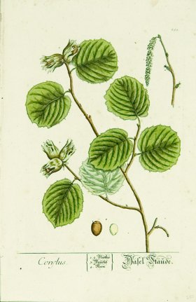 Blackwell German 132