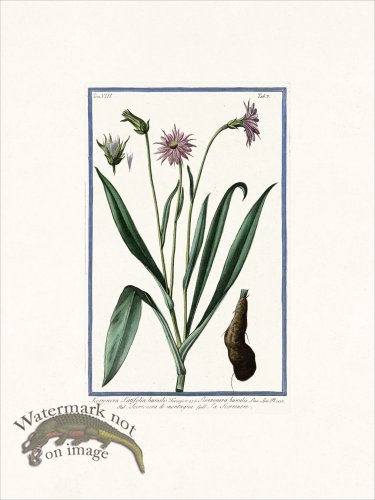 (image for) Bonelli V8 007