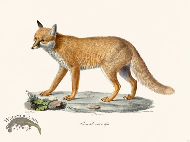 Cuvier 172 Male Fox, Algerl