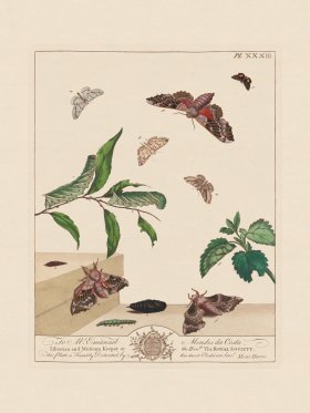 (image for) Moses Harris Insects 33