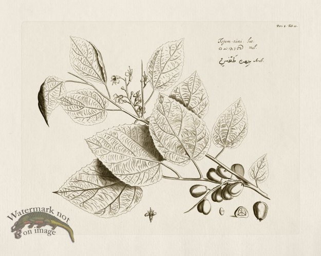 (image for) HORTUS VOL 04 11