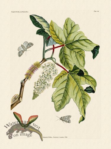 (image for) Wilkes Butterflies 064