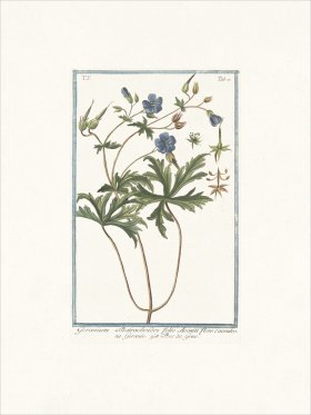 Bonelli 420 woodland geranium
