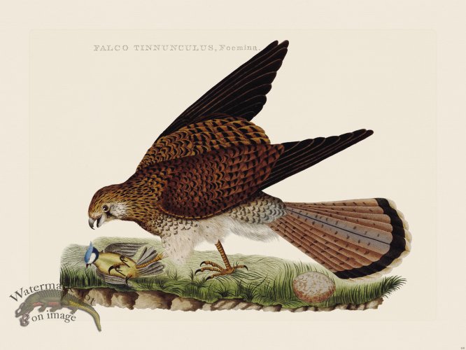 (image for) Nozeman Bird 100