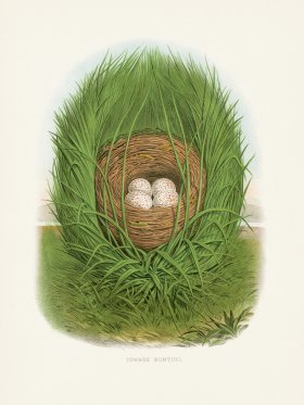 Thomas Gentry Bird 54