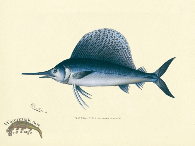(image for) Sail Fish