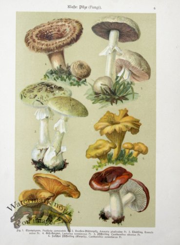 (image for) Botanical Atlas 1911 01