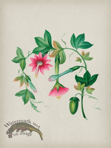 (image for) Andean Botanicals 003