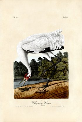 Whooping Crane