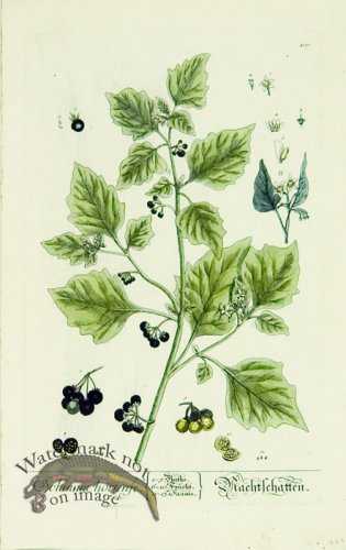 (image for) Blackwell German 079