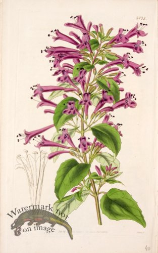 (image for) Cbms_0093