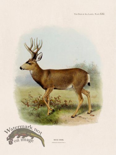 (image for) Lydekker Deer 21
