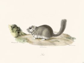 Cuvier 292 Dormouse