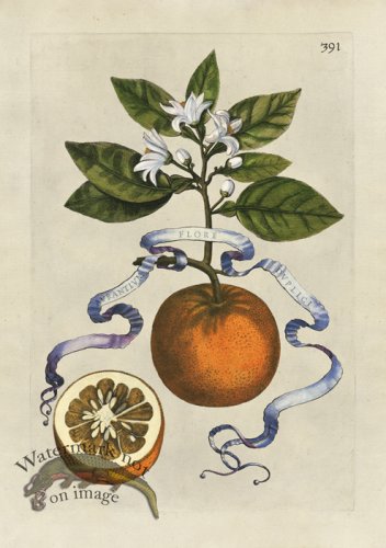 (image for) Ferrari 391