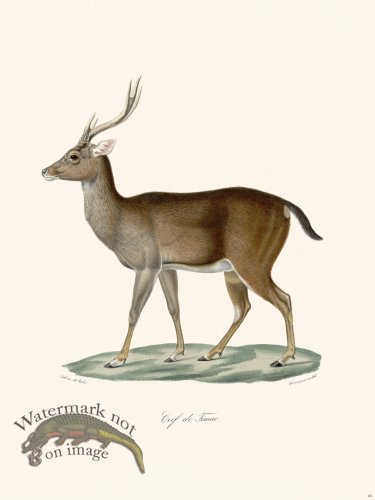 Cuvier 016 Stag Deer