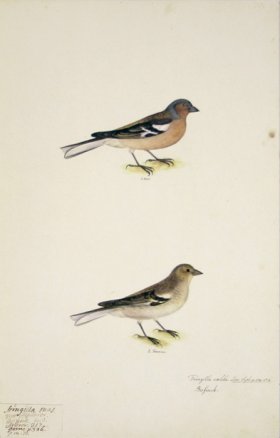 70 Swedish Birds . Fringilla coelebs, Chaffinch, M.F