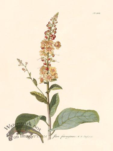 (image for) Trew Botanical 16