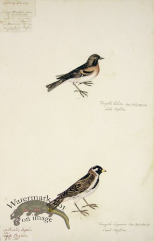 (image for) 88 Swedish Birds . Fringilla Lulonsis, Finch Family