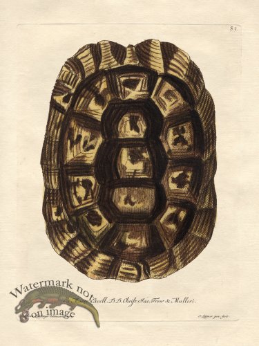 Trew Turtle Shell 01