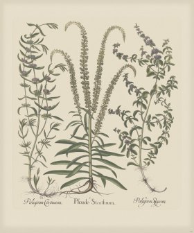 Besler 164 Colored B2