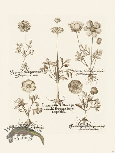 (image for) Besler 029 B1