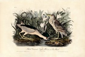 Black Crowned Night Heron