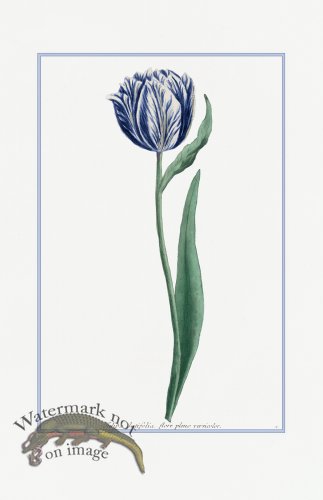 (image for) Blue Weinmann S 07