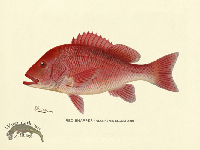 (image for) Red Snapper