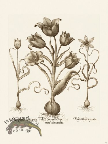 (image for) Besler 078 B1