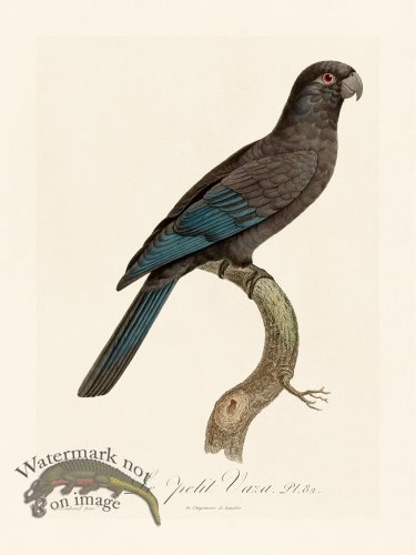 (image for) Barraband Parrot 082