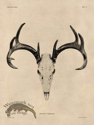 (image for) Tan Bones 04 White Tail