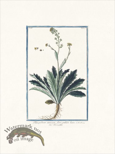 (image for) Bonelli 310 Buckler mustard