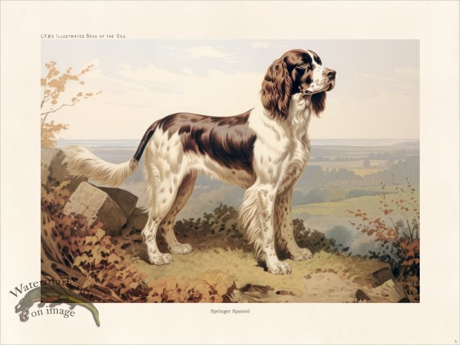(image for) CFA Dog Springer Spaniel 03
