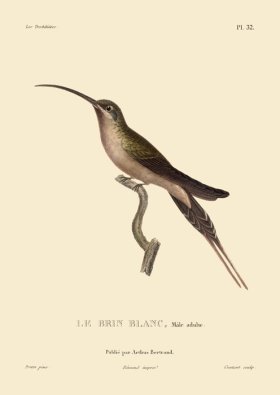 Humming Bird 32