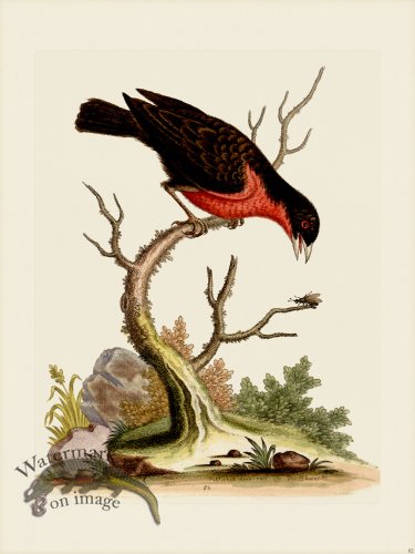 (image for) Edwards 082 Greater Bull-Finch