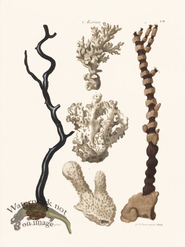 (image for) Knorr Coral 10