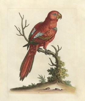 (image for) Edwards Parrot 25.jpg