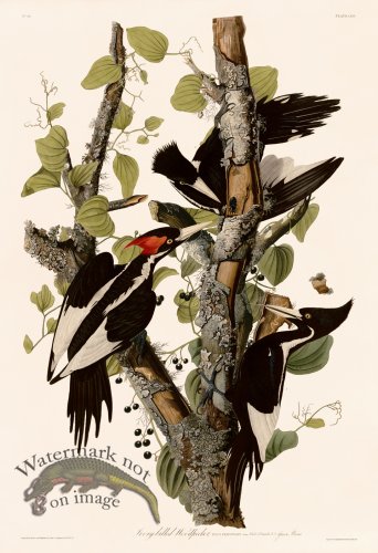 (image for) 066 Ivory billed Woodpecker