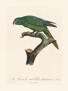 Barraband Parrot 060
