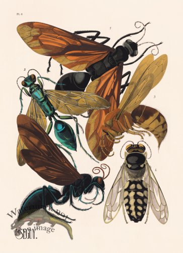 (image for) Seguy Bug 06