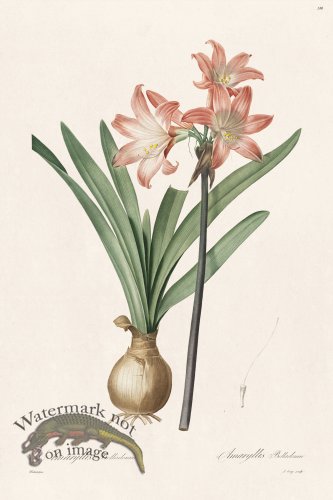 (image for) Les Liliacees Redoute 180