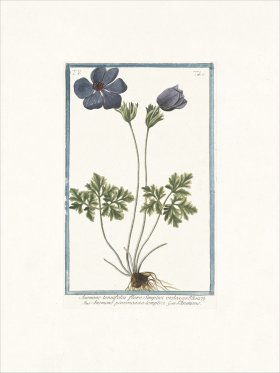 Bonelli 433 Purple Anymone