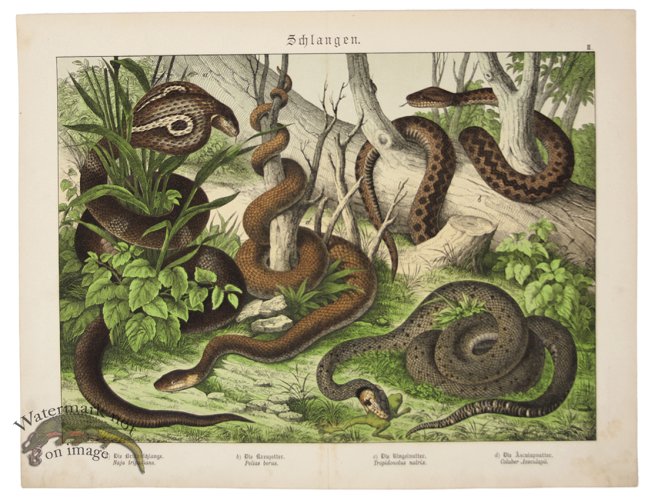 (image for) King Cobra Python 