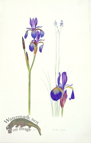 Dykes Iris 03