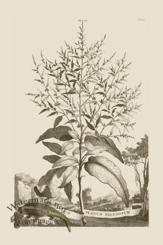 (image for) Abraham Munting 194