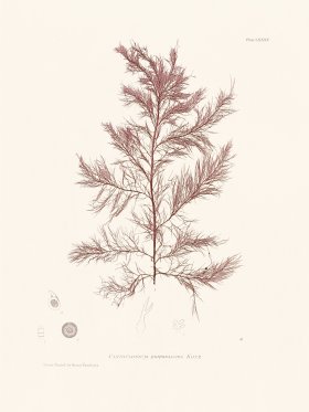 Bradbury Seaweed 085